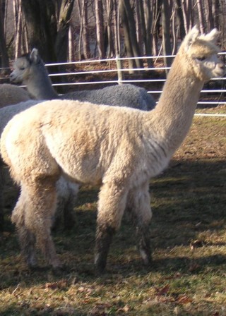 Alpaca For Sale - Hidden Pastures Moon Magic at Hidden Pastures, LLC