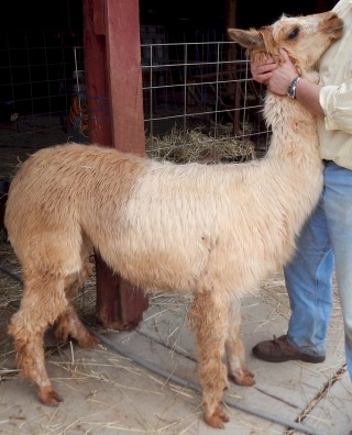 Alpaca For Sale - Claudia's Cinderella at Anderson's Alpacas of Virginia