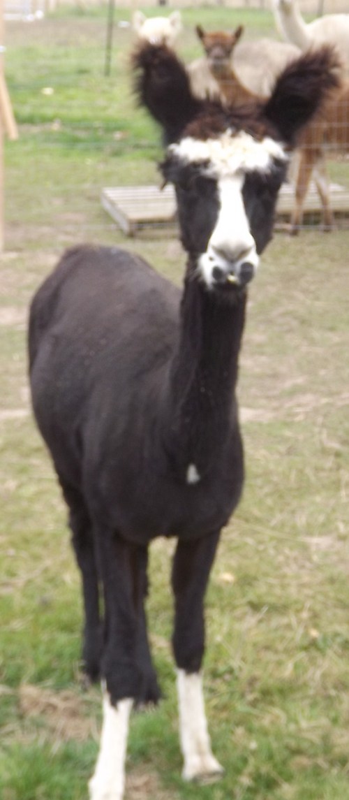 Alpaca For Sale - Lucy at Alpaco Farm 