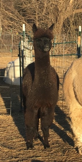 Alpaca For Sale - Hidden Pastures High Hopes at Hidden Pastures, LLC