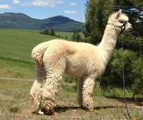 Alpaca For Sale - MAISIE of Stirling Ridge at STIRLING RIDGE ALPACAS