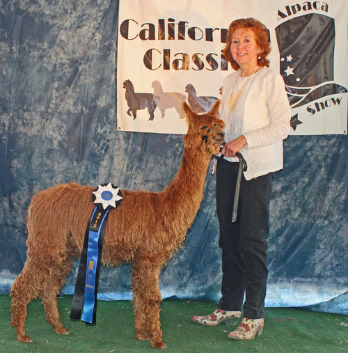 Alpaca For Sale - SoCal's Chan Chan at SoCal Suri Alpacas