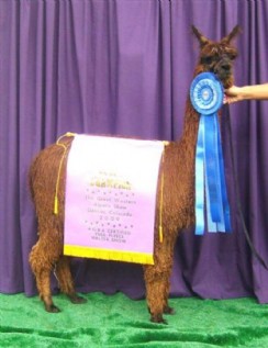 Alpaca For Sale - Maserati's Peruvian Felicity at Alpine Suri Alpacas