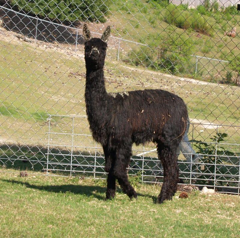 Cria - Timberlake's Patriot