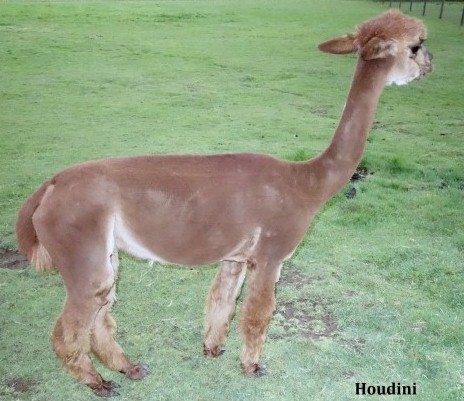 Alpaca For Sale - ASR Houdini at Cusichaca Alpacas