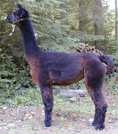 Alpaca For Sale - Kristina Rose at Alpaco Farm 