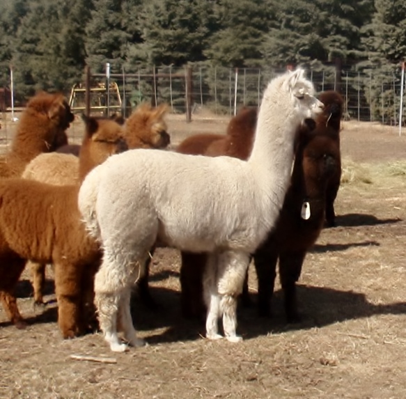 Alpaca For Sale - Latte Halo Spirit at Spirit Hills Alpacas