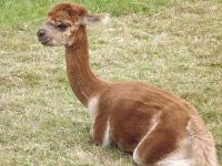 Alpaca For Sale - Lost River's Glory at Alpaco Farm 