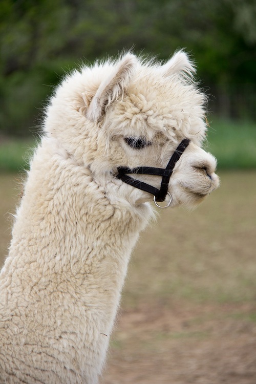 Alpaca For Sale - Emelise's Daily Double at Emelise Alpacas