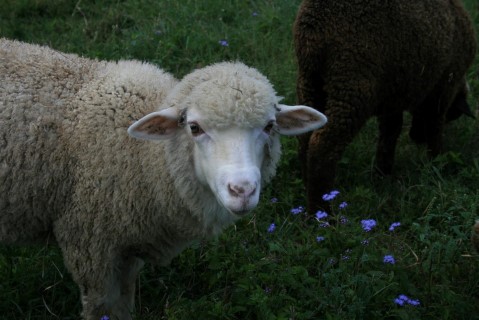 Sheep For Sale - Mocha's Triplet Ewe Lamb #1 Cormo Cross at Moonglow Farm Alpacas, LLC