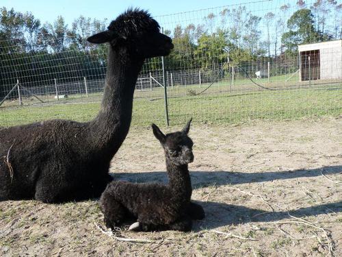 Alpaca For Sale - Meadows Edge Indigo Blu-11 at Meadows Edge Alpaca Ranch