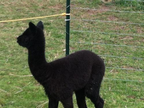 Kristina Rose's cria Hades