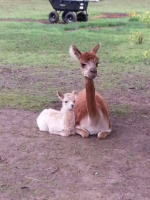 Glory and cria