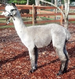 Alpaca For Sale - Liberty's Belle at Liberty Alpacas