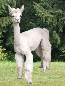 Alpaca For Sale - OLWA First Lady Pamela at Color Your Herd Alpacas