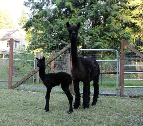 Kristina Rose and cria Hades