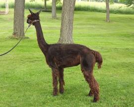 Alpaca For Sale - Lacey of PVA at A.J.'s Alpaca Ranch