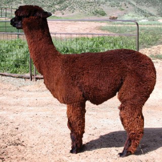 Alpaca For Sale - Macushla Malindi at Macushla Alpacas