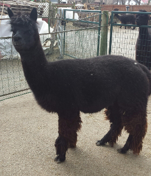 Alpaca For Sale - OPAF Danika 'Dani' at Color Your Herd Alpacas