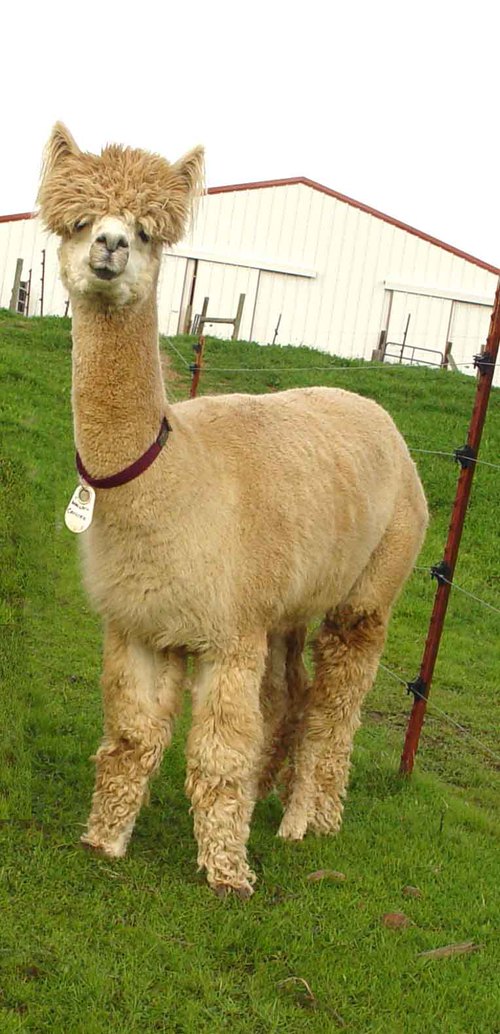 Alpaca For Sale - Carlotta of Marin at Alpacas of Marin