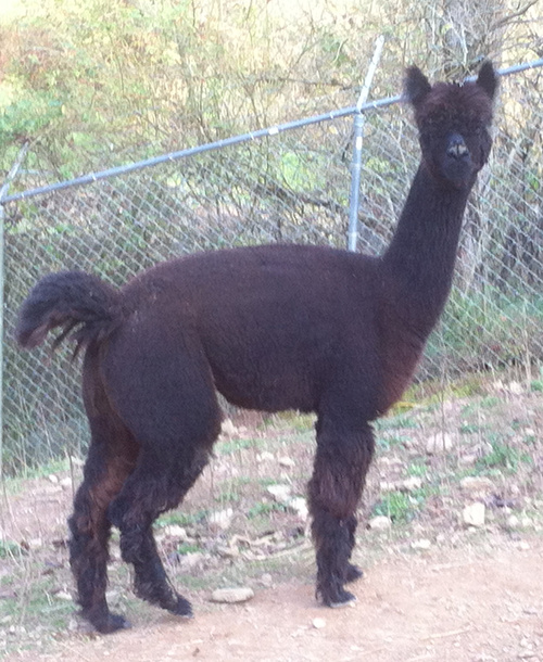 Alpaca For Sale - Pixie of Frogs Creek at Frogs Creek Farm