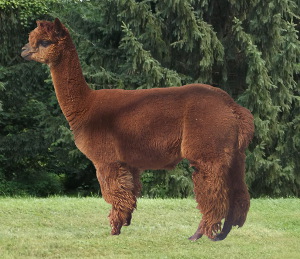 Alpaca For Sale - Miracle Neenah at Color Your Herd Alpacas