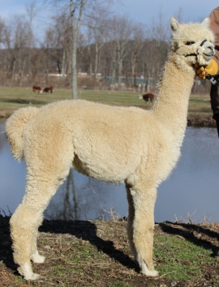 Alpaca For Sale - Hidden Pastures Accoyo Athena at Hidden Pastures, LLC