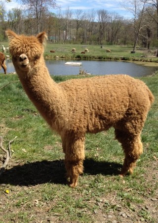 Alpaca For Sale - Venus of the Sea of Hidden Pastures at Hidden Pastures, LLC