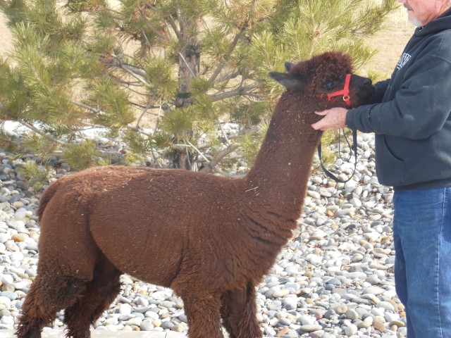 Alpaca For Sale - EE Nala at 