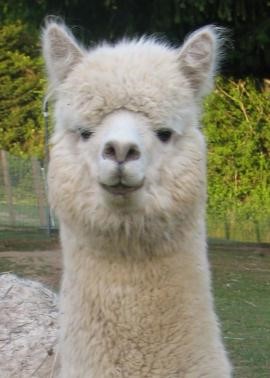 Alpaca For Sale - Anna's Amuleta at Columbia Mist Alpacas