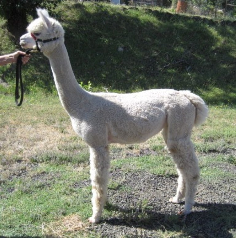 Alpaca For Sale - Aaron's Topaz Gloria at Querencia Alpacas