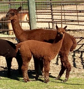 Alpaca For Sale - San Antonio Gal's Solana at Menagerie Hill Ranch Alpacas