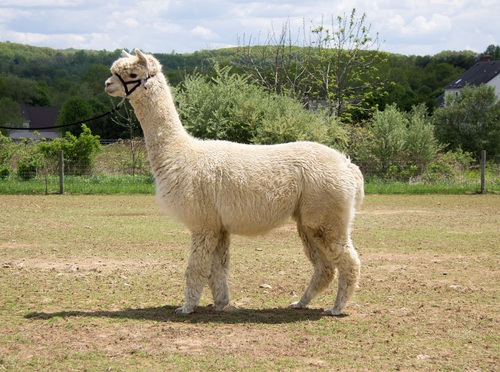 Alpaca For Sale - Emelise's Mayflower at Emelise Alpacas