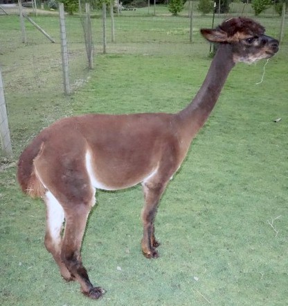 Alpaca For Sale - Maya Cocha at Cusichaca Alpacas