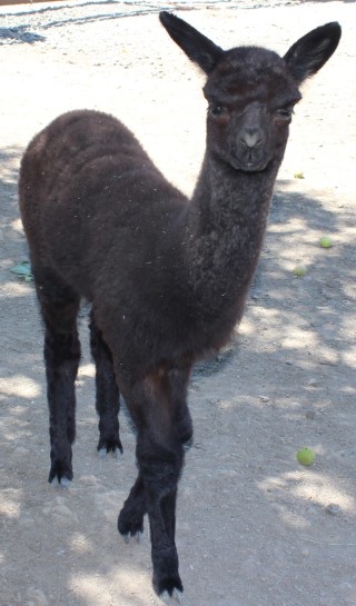 2013 Female Cria Candice