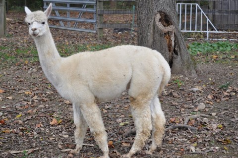 Alpaca For Sale - MLRK Blizzard at Meadowlark Farm Alpacas, LLC