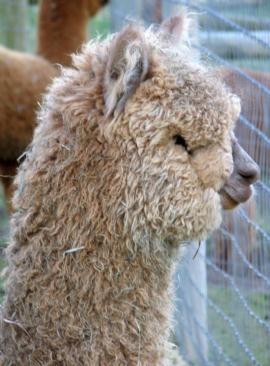 Heavy Fleeced Cria