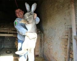 Source: https://modernfarmer.com/2014/08/giant-rabbits/