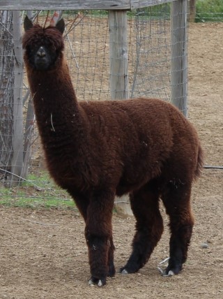 Cria Midnight Prelude