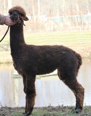 Alpaca For Sale - Hidden Pastures Black Cherry at Hidden Pastures, LLC