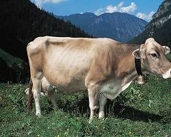 Source: www.britannica.com/animal/Brown-Swiss