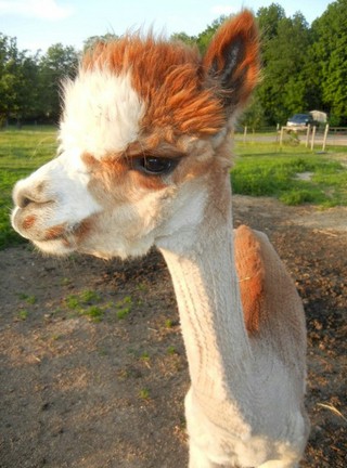 Alpaca For Sale - RFEAF Annalise at Rocky Flats Elk Alpaca Farm