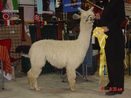 Alpaca For Sale - Accoyo Tiago's Mirasol at Frogs Creek Farm