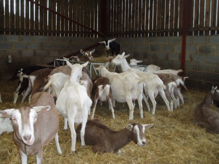 Goat For Sale - British Alpine Goats at Chulowat farms