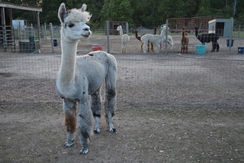 Alpaca For Sale - Forever Precious Blu Opal at Meadows Edge Alpaca Ranch