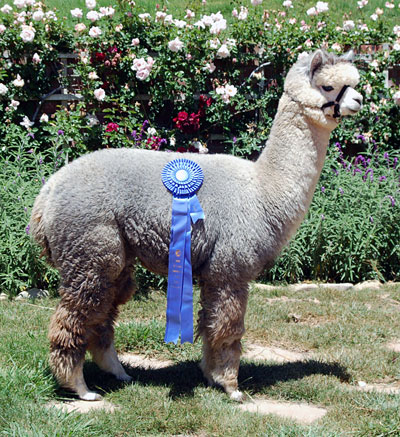 Alpaca For Sale - Canzelle's Kalahari at Aragon Alpacas