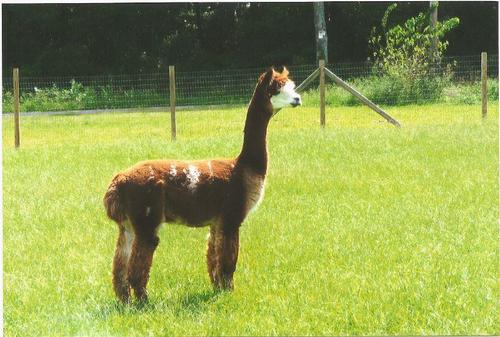 Alpaca For Sale - BSF Sir Fabian at Meadows Edge Alpaca Ranch