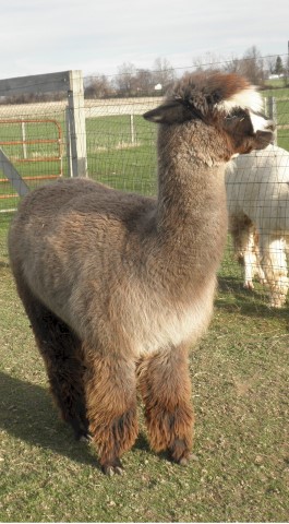 Alpaca For Sale - ArkAlpaca's Peruvian Tiramisu at ArkAlpaca