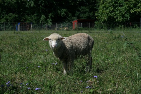 Sheep For Sale - Sarah's Cormo Ewe Lamb at Moonglow Farm Alpacas, LLC