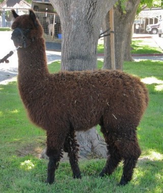 Alpaca For Sale - MHAR Ruidoso's Tosca at Menagerie Hill Ranch Alpacas